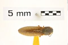 Foto (Dorsalansicht) von Liotrichus falsificus (LeConte, 1853) (NHMW-ZOO-COL-0008339)